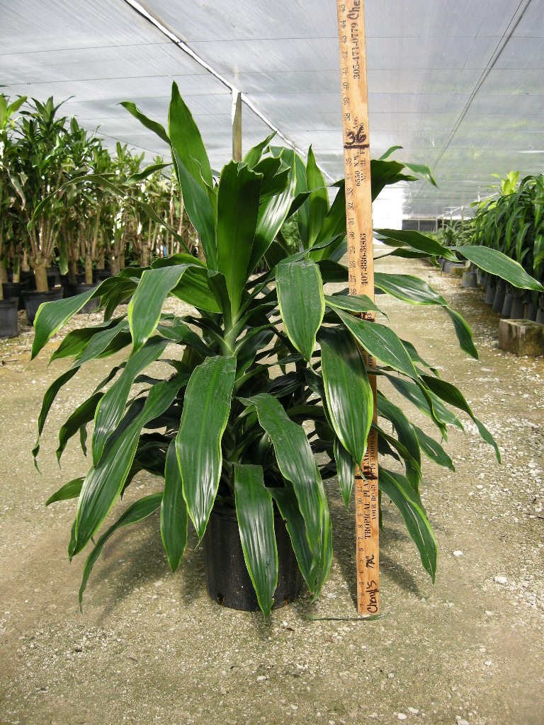 10" Dracaena Art - Click Image to Close